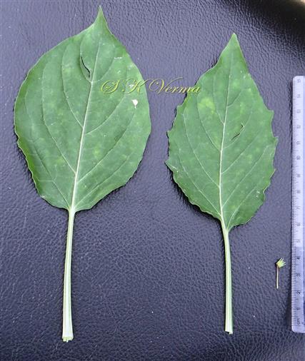  Leaves
